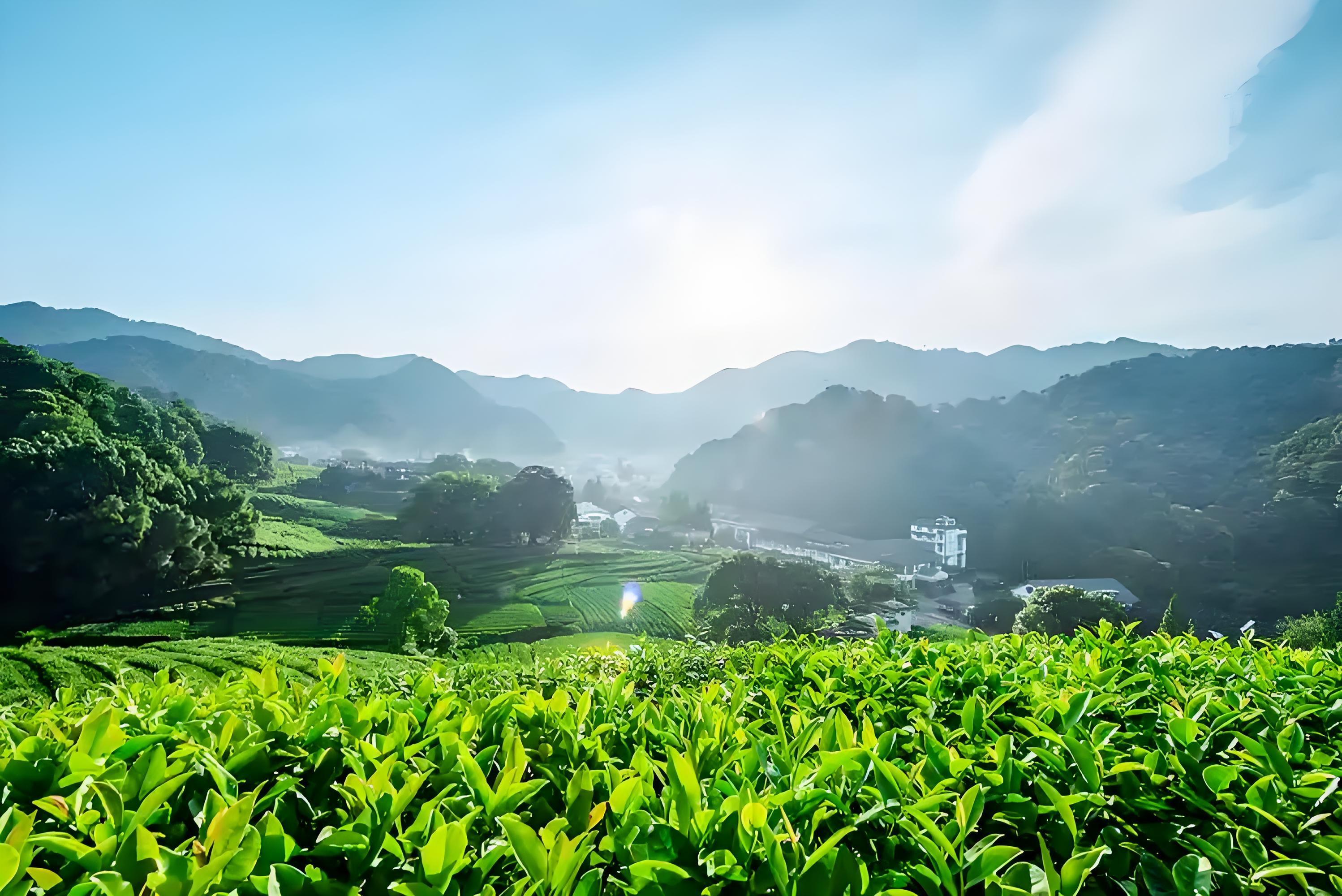 龙井茶园