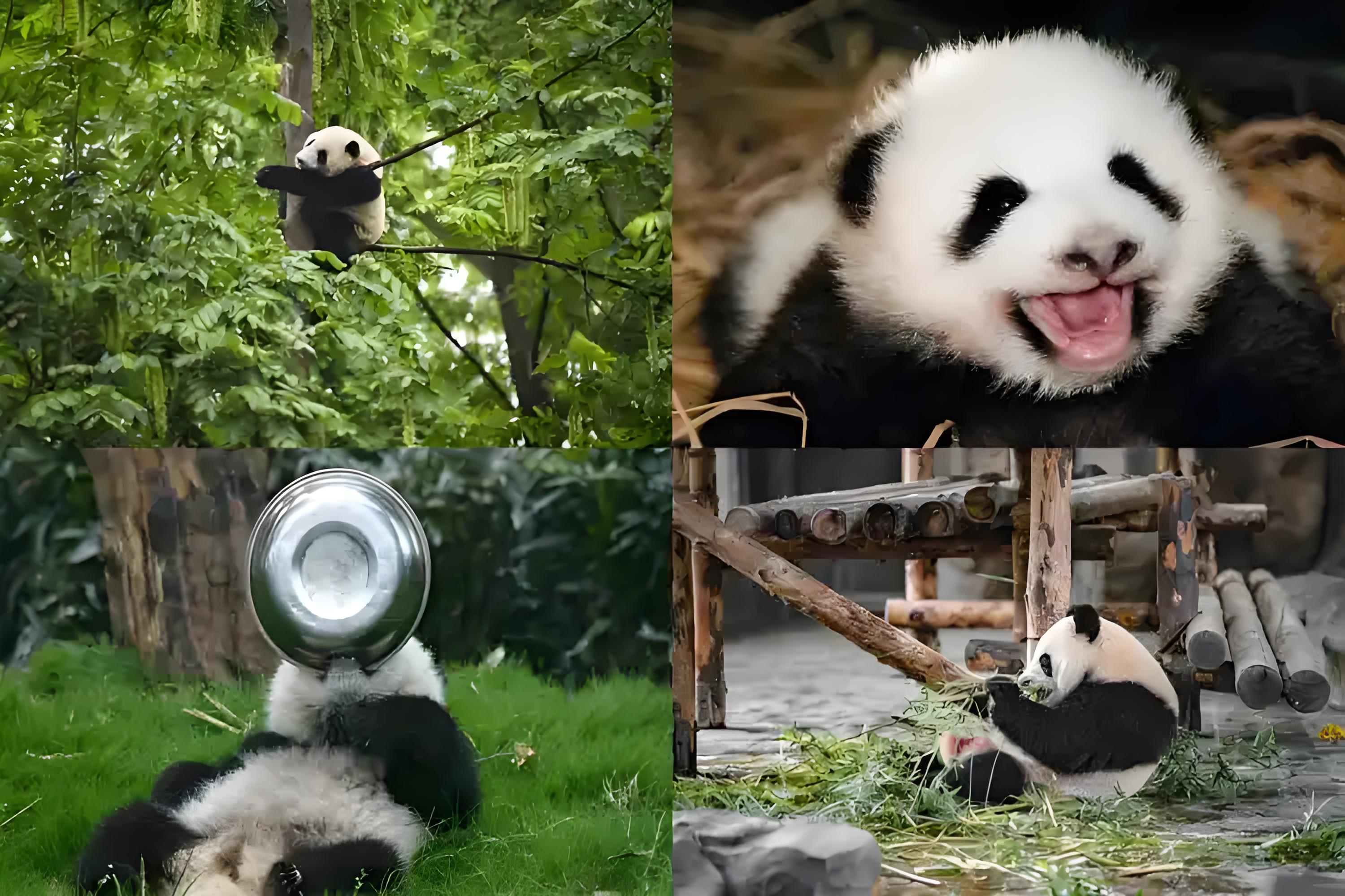 大熊猫繁育研究基地