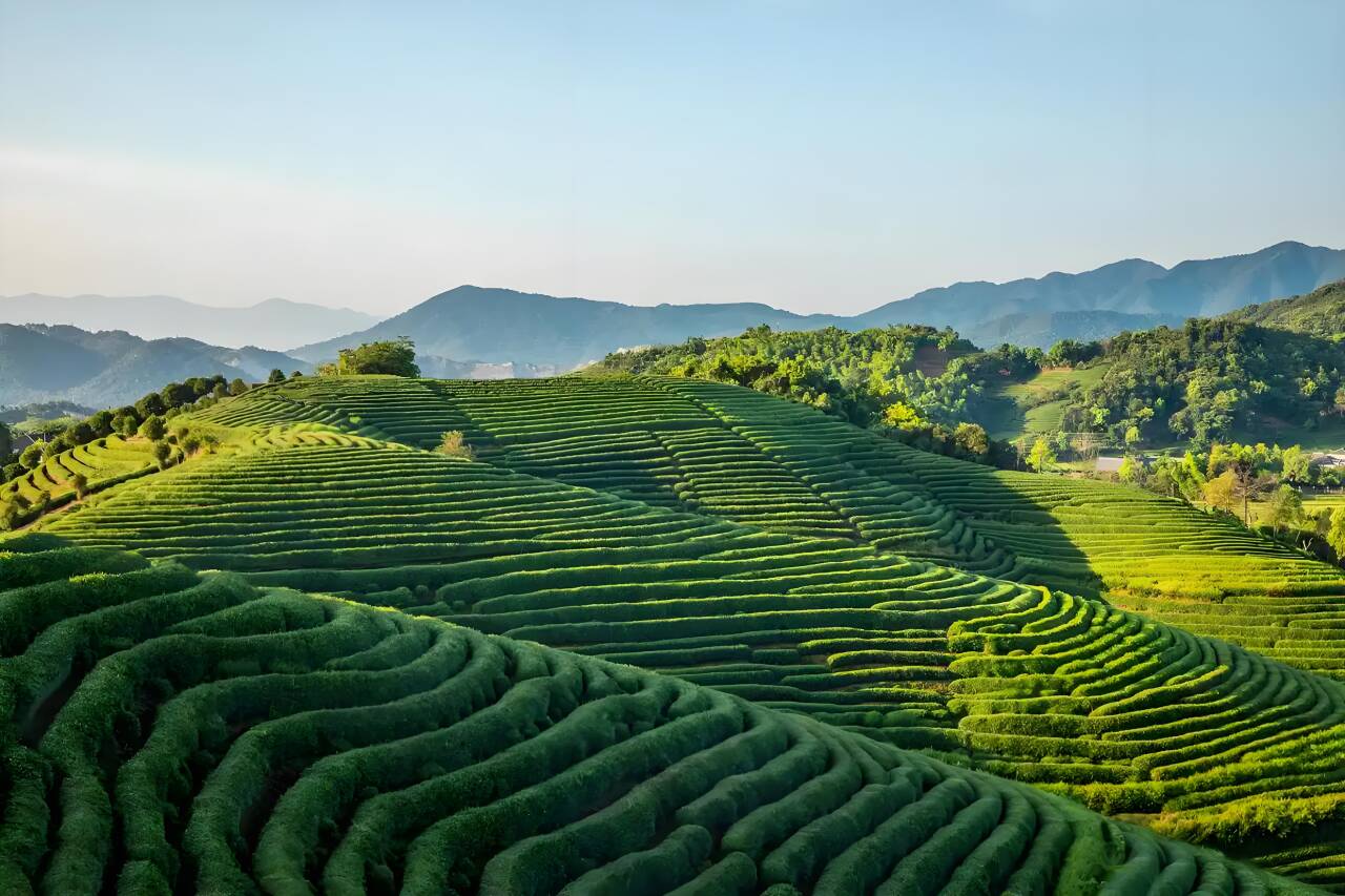 龙井茶园